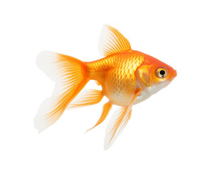 Wall Mural - A single goldfish gliding in a glass bowl filled with water, embodying simplicity and elegance. Generative AI