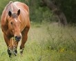 © lesli - Brown horse grazing on the grass in a lush green field
