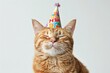 Photo of a cute smiling cat with closed eyes wearing a birthday hat. Pet's birthday celebration. The cat is on a white background, portrait.