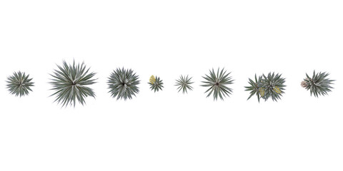 Poster - 3d illustration of Agave angustifolia marginata isolated on white background from top view