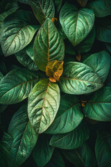 Aufkleber - Tobacco rustica leaves in a hyper-realistic style but with exaggerated, dream-like colors,