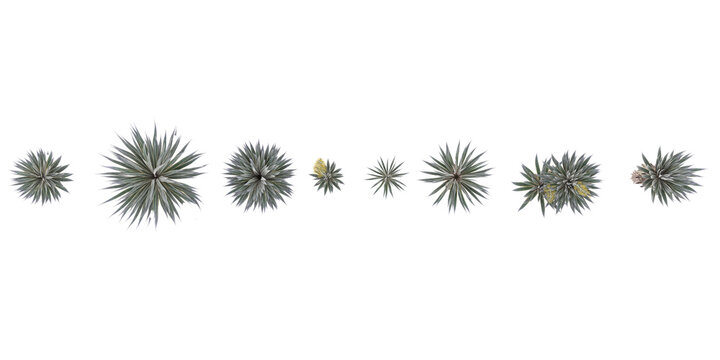 3d illustration of Agave angustifolia marginata isolated on white background from top view