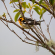 Blackburnian warbler in bush