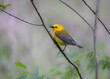 prothonotary warbler in forest on a branch