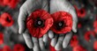 Closeup of hands holding red poppy flowers with monochrome background