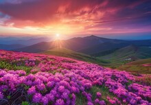  Colorful Sunrise In The Mountains With Blooming Purple Rhododendron Flowers On A Grassy Hill,