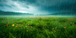 Summer rain drizzles over a flowering field with a forest in the background, dramatic sky