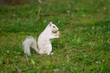  Albino eastern gray squirrel