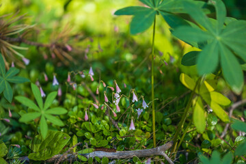 summer flowers closeup in green forest