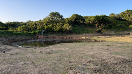 Wall Mural - A peaceful pond surrounded by trees and grassy terrain in Madeira, basking in the warm evening light