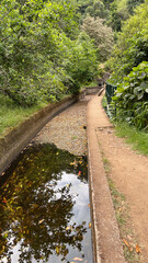 Wall Mural - A serene levada trail in Madeira, with calm water reflecting the surrounding lush greenery along a peaceful dirt path