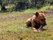 © Roman - Tip of the Red Staffordshire Bull Terrier to write playing in nature with a stick