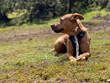© Roman - Tip of the Red Staffordshire Bull Terrier to write playing in nature with a stick