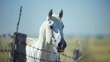 a close up of the front profile of a white horse behind a barbed wire fence on a sunny day in a country field