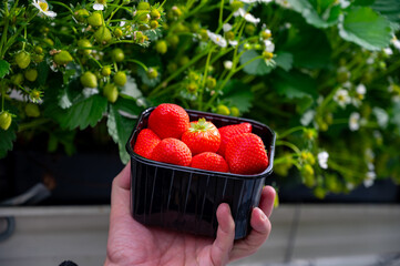 Wall Mural - Dutch glass greenhouse, cultivation of strawberries, rows with growing strawberries plants, hand with box, new harvest of ripe red sweet strawberries