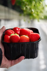 Wall Mural - Dutch glass greenhouse, cultivation of strawberries, rows with growing strawberries plants, new harvest of ripe red sweet strawberries