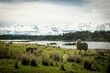 Titicaca Lake  Sheep in Puno Peru Andes mountain landscape background