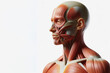human anatomy showing body and head, face with muscular system visible on solid white background