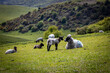 Ewes and their lambs in the South Downs, on a sunny spring day