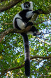 Ein madegassischer Schwarzweißer Vari schaut von einem Baum herab