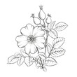 Black outline rosehip on white background. Hybrid tea rose