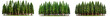 © Transparent png - set of pine forst landscape, with plants, (tall pine, cedars, Douglas-firs, cypresses, firs,) isolated on white transparent background cut-out, clipping path ,
