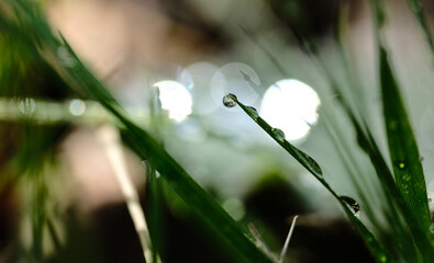 grass and dew