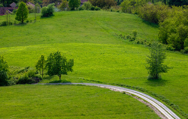 Poster - A dirt road through a clearing with trees and green grass in the countryside