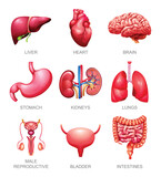 Fototapeta Dinusie - Human internal organs set. Liver, heart, brain, stomach, kidneys, lungs, male reproductive, bladder and intestines. Vector illustration