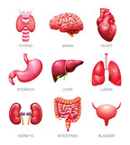 Fototapeta Dinusie - Set of human internal organs. Thyroid, brain, heart, stomach, liver, lungs, kidneys, intestines and bladder. Vector illustration