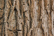 Background, texture, surface of dry tree bark in the forest. Nature photography.