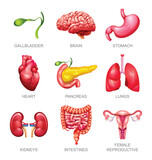 Fototapeta Dinusie - Set of human internal organs. Gallbladder, brain, stomach, heart, pancreas, lungs, kidneys, intestines and female reproductive. Vector illustration