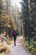 © josev82 - Woman hiking along a trail in the woods on a sunny day