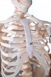 Skelett mit Brustkorb, Rippen und Wirbelsäule