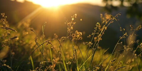 Wall Mural - Warm sunset light filters through delicate grass in a field, showcasing the beauty of simple, natural elements