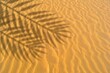 © HDESINER - palm leaf shadow cast on fine sand beach in sunlight for summer background. background of desert sand dune with plant shadow for summer product presentation. shadow on sand dunes in the desert