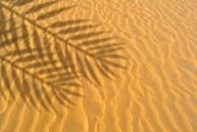 Palm Leaf Shadow Cast On Fine Sand Beach In Sunlight For Summer Background. Background Of Desert Sand Dune With Plant Shadow For Summer Product Presentation. Shadow On Sand Dunes In The Desert