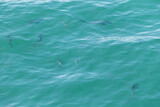 School of Large Permit Fish Seen Swimming in the Water Near the Old Seven Mile Bridge of Florida