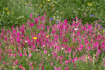 Wall Mural - flowers in alpine meadow of alto adige