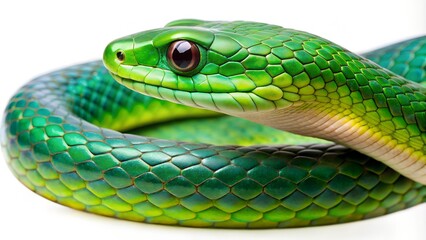 close up of a snake