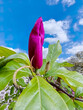 Bud of purple magnolia. Spring flower on sky background, beautiful botanical shot, natural wallpaper.