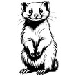 Isolated Angora Ferret sitting drawing, outline cartoon animal, vector engraving silhouette with transparent background