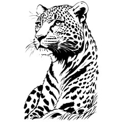 Poster - Engrave Amur Leopard portrait engrave hand drawn animal illustration, transparent background