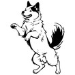 Vector Akita jumps drawing, vector realistic outline animal silhouette, transparent background