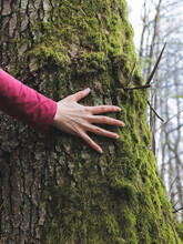 Female Hand Is Touching Mossy Tree. Nature Connection Concept.