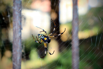 male and female spiders on the web