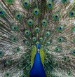 Portrait of beautiful peacock with feathers out, close-up