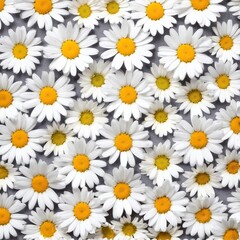 Wall Mural - Chamomile flowers collection on white. Set of colorful Chamomile or Daisy flowers background, top view. Floral pattern.