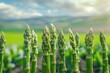 A close-up of fresh organic asparagus spears, their tips pointed towards the sky, set against the backdrop of a farm field, emphasizing premium quality and freshness, with space for text
