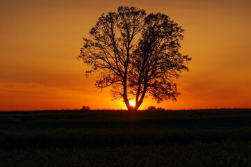 Sunset and a lonely tree in the fields. Natural background.